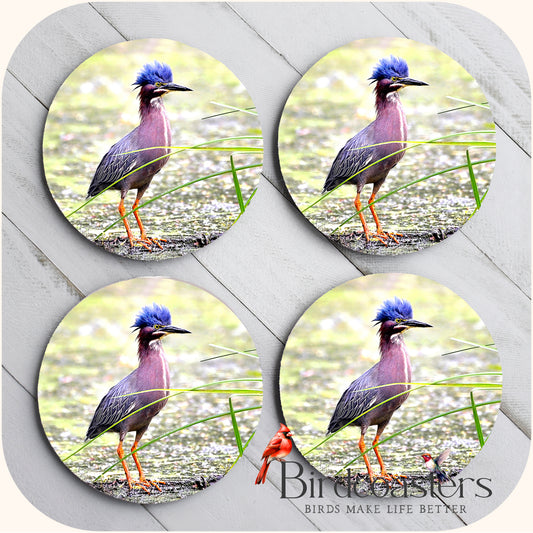 Green Heron - Marshland Mischief