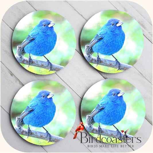 Indigo Bunting - Forest Glow