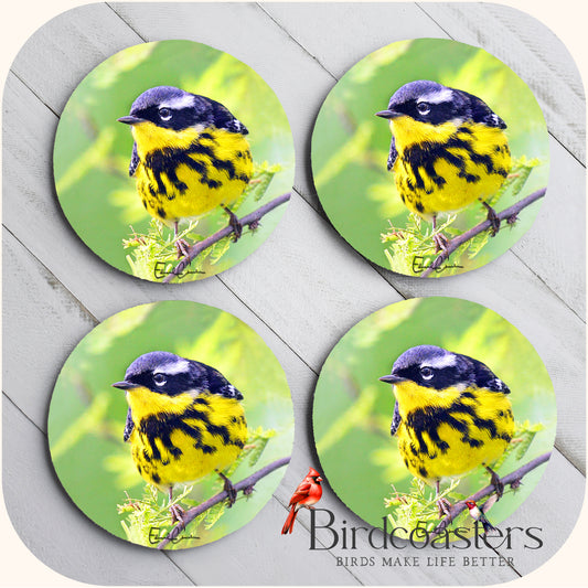 Magnolia Warbler - Forest Whisper