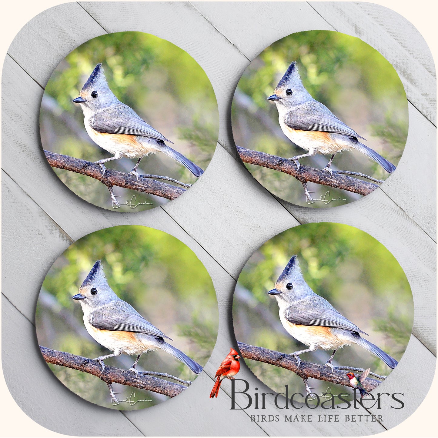 Black-Crested Titmouse - Woodland Delight