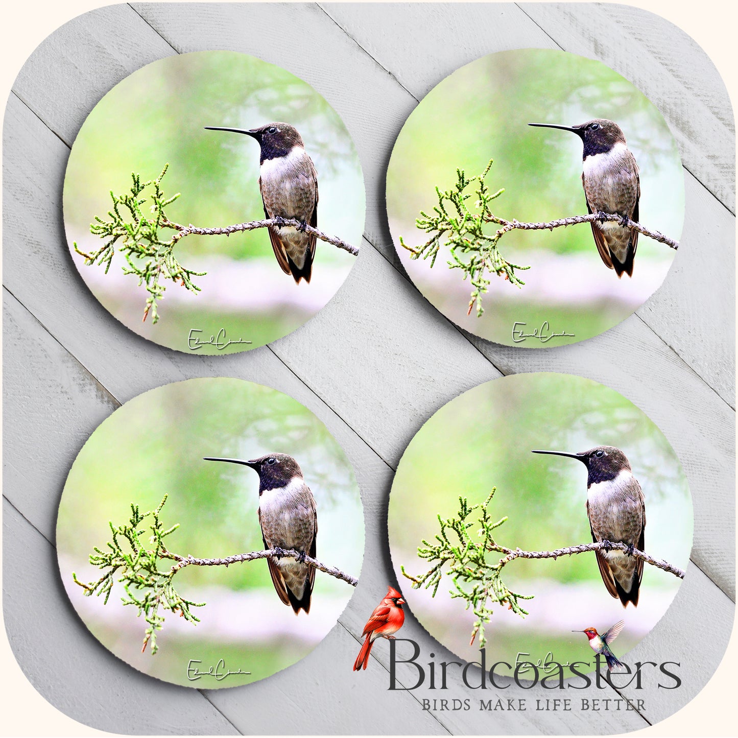 Black-Chinned Hummingbird