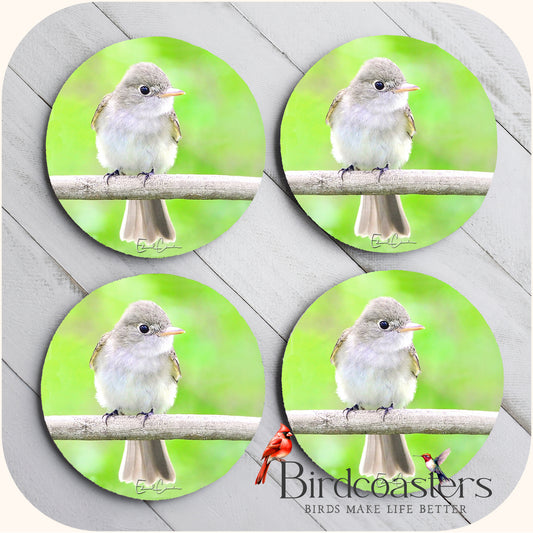 Acadian Flycatcher - Woodland Cuteness