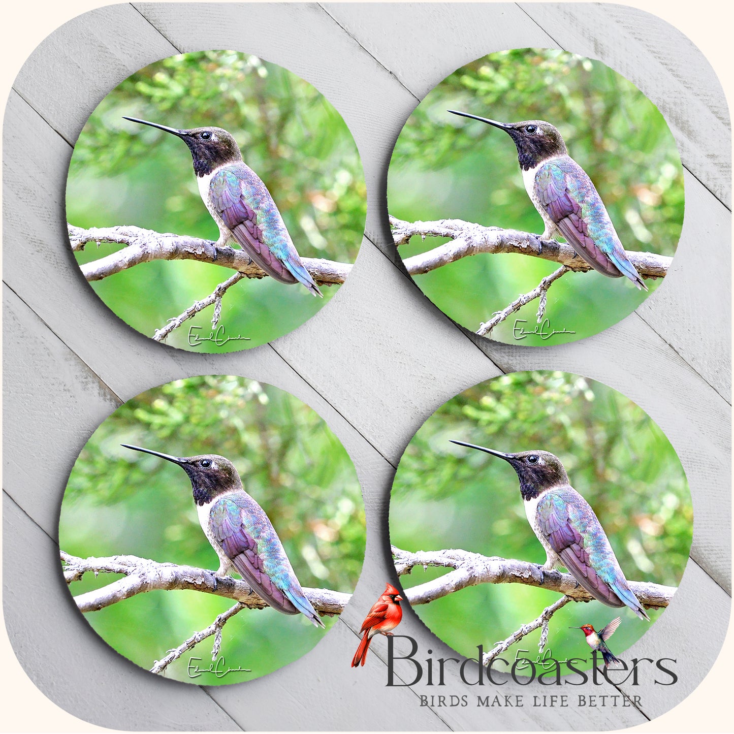 Black-Chinned Hummingbird - Woodland Stillness