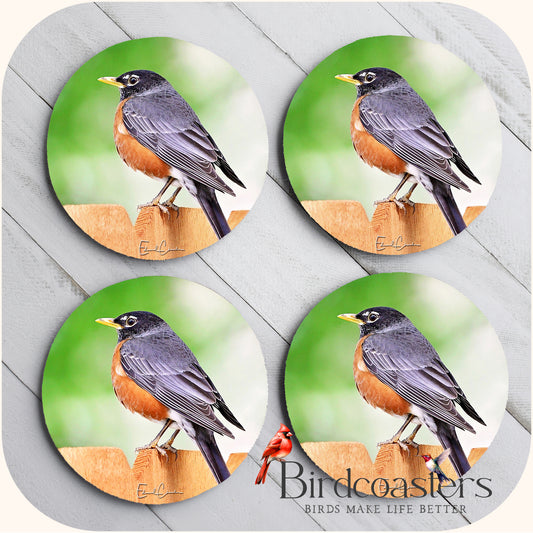 American Robin - Backyard Visitor