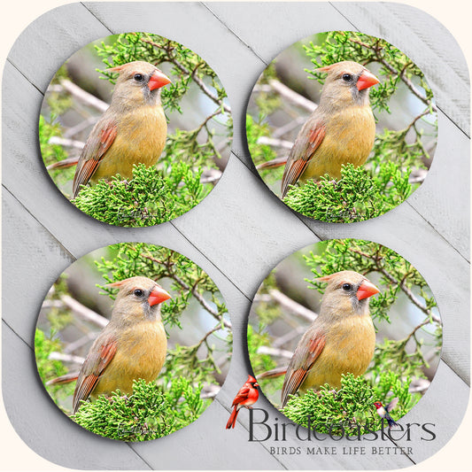 Lady Cardinal - Woodland Watch