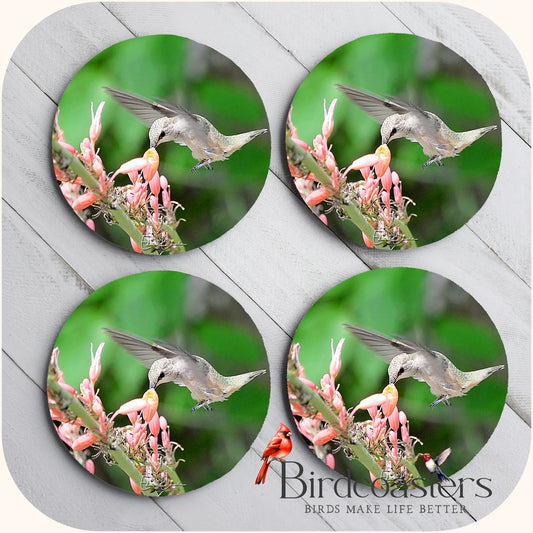 Rufous Hummingbird - Blossom Nourishment