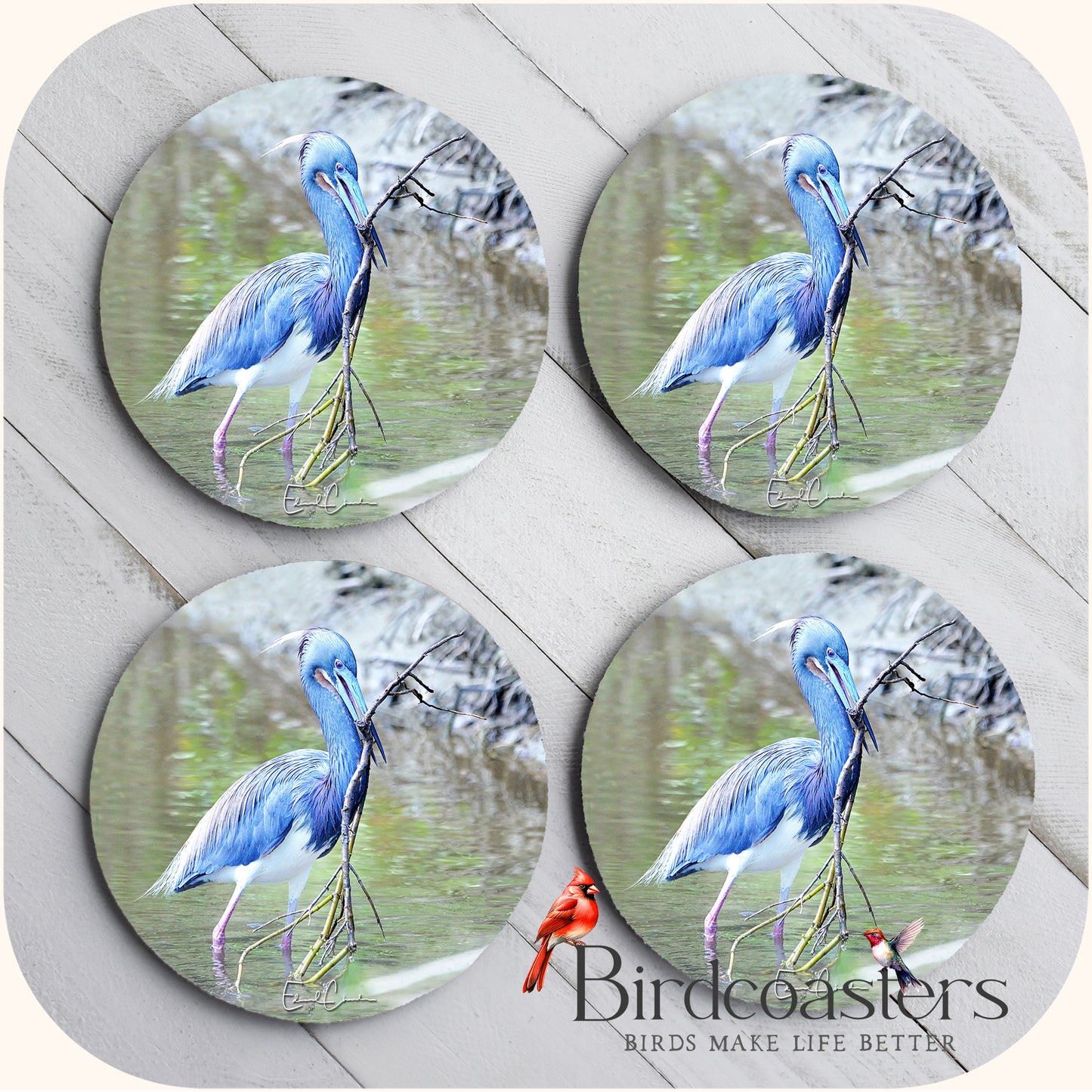 Tri-Colored Heron - Nest Builder