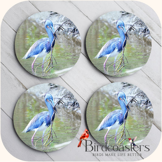 Tri-Colored Heron - Nest Builder