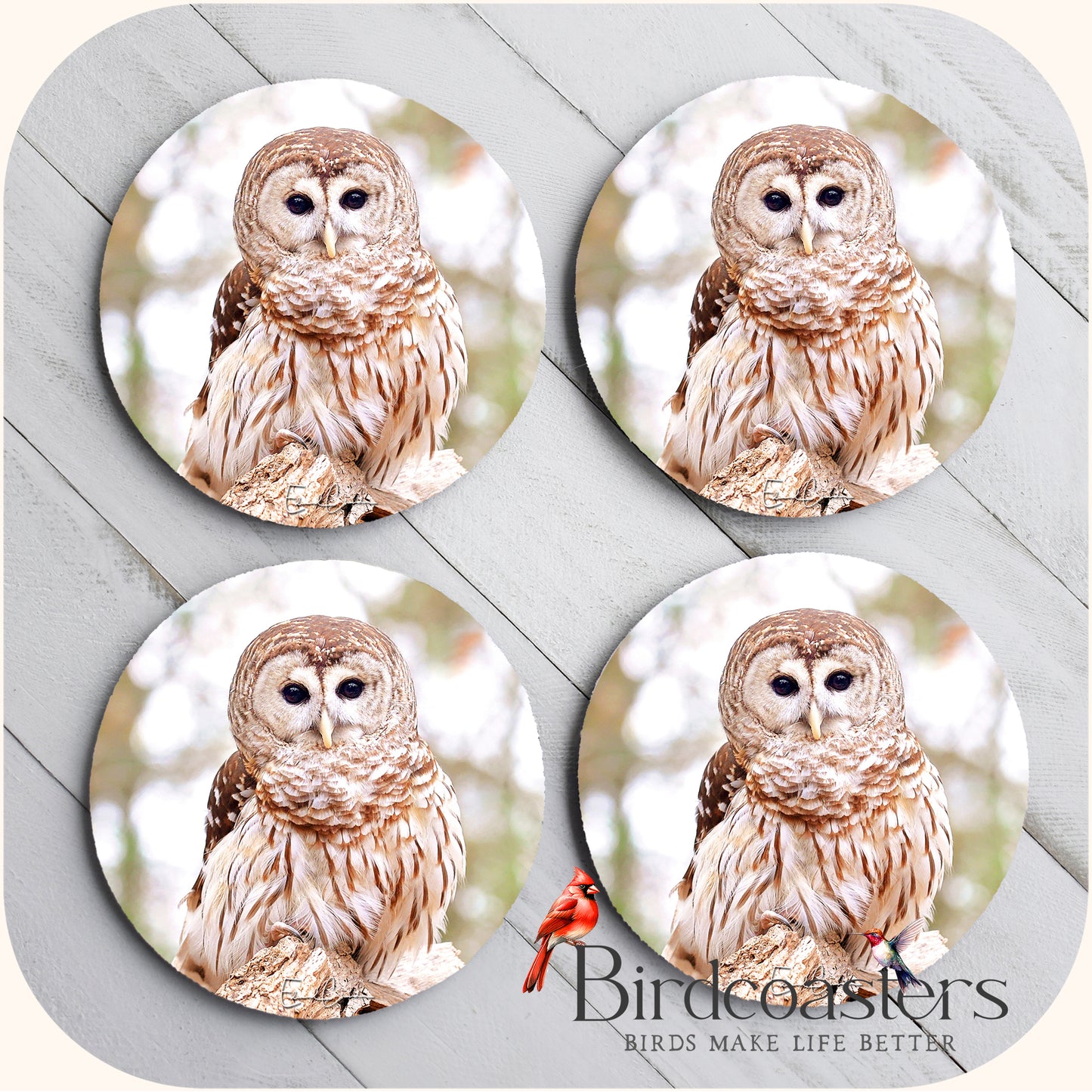 Barred Owl - Forest Stillnes