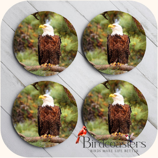 American Eagle - Forest Majesty