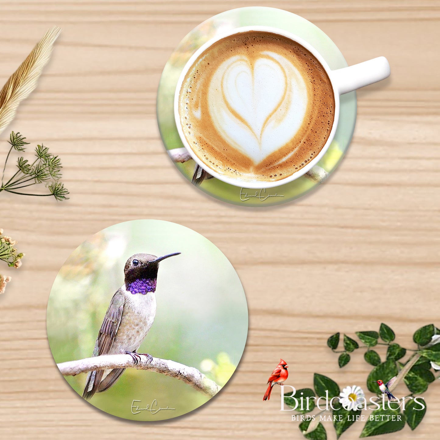 Black-Chinned Hummingbird - Quiet Pause