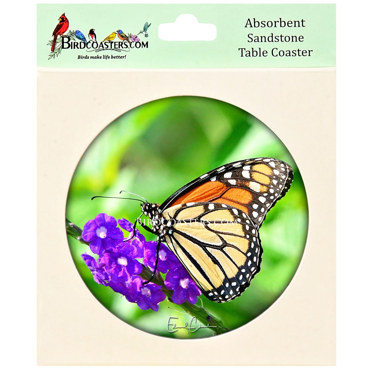 Monarch Butterfly - Deep Bloom
