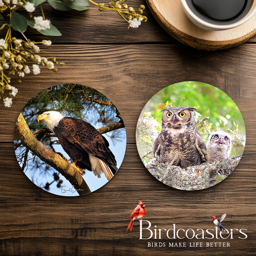 Forest Wisdom - Eagles and Owls