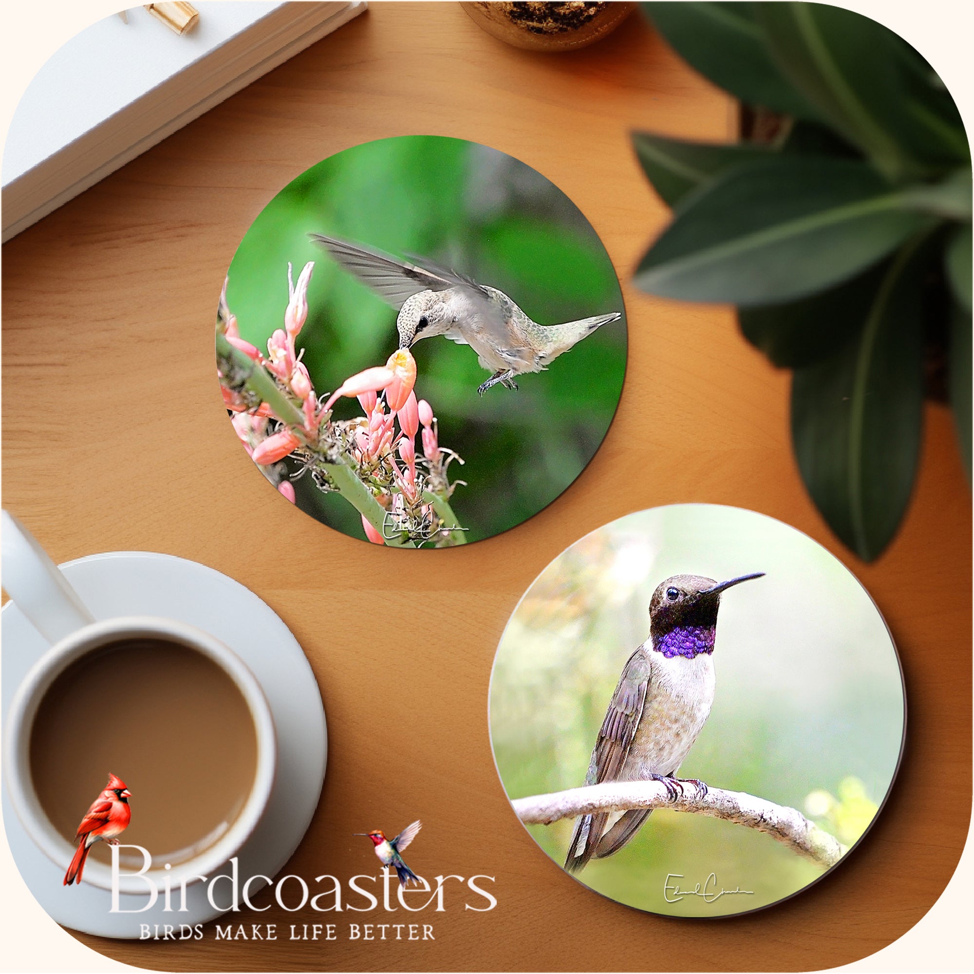 Birdcoasters