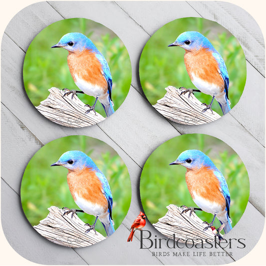 Eastern Bluebird - Woodland Calm