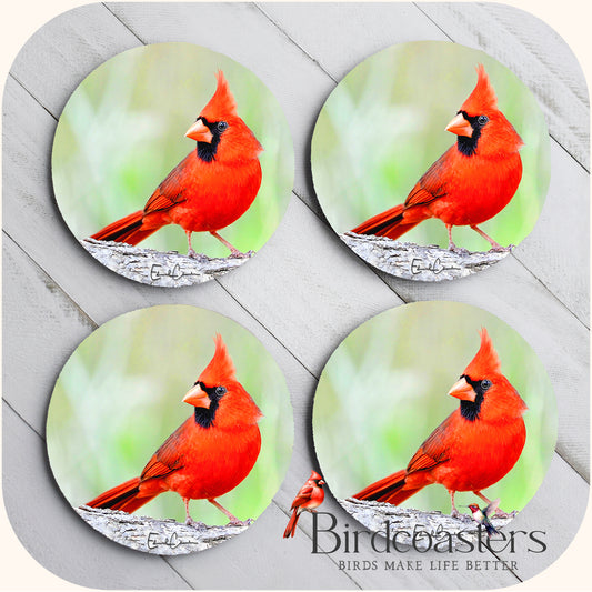 Cardinal - Forest Quiet