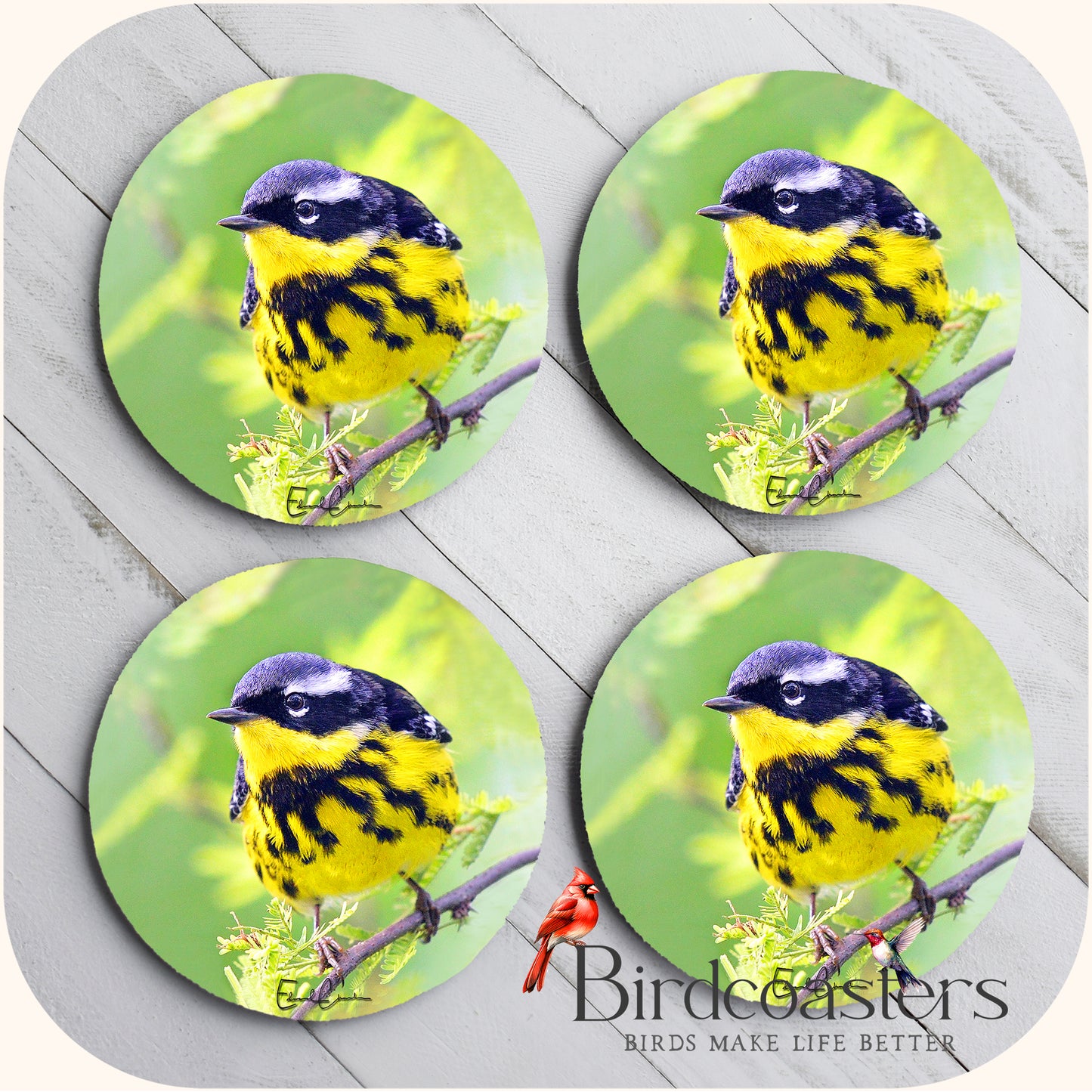 Magnolia Warbler - Forest Whisper