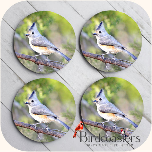 Black-Crested Titmouse - Woodland Delight