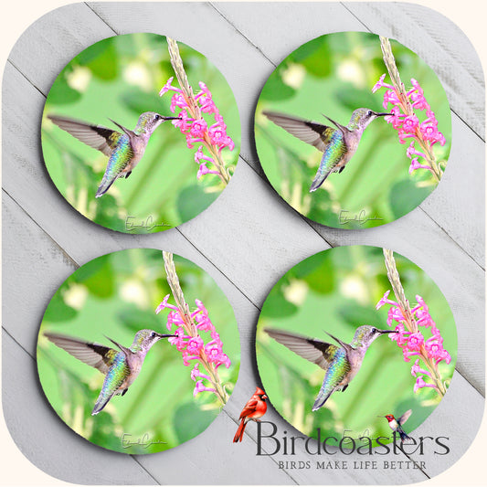 Ruby-Throat Hummingbird - Blossom Kiss