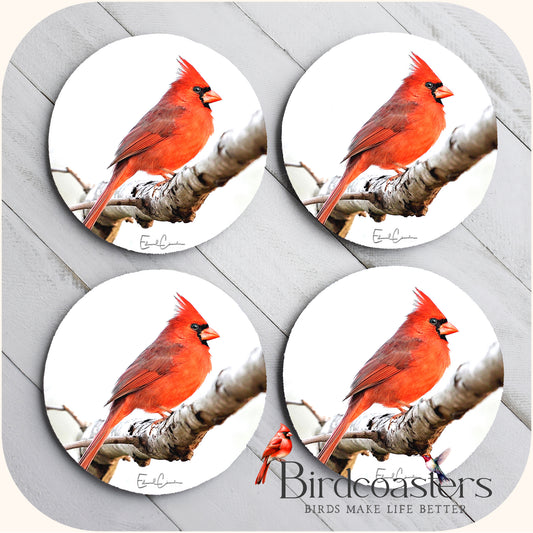 Cardinal - Winter Light