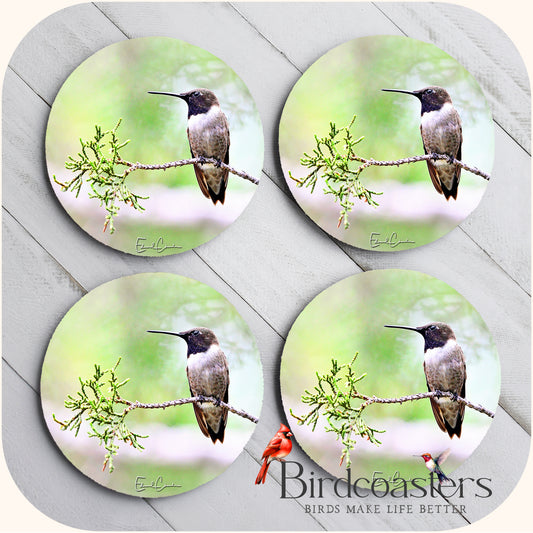 Black-Chinned Hummingbird