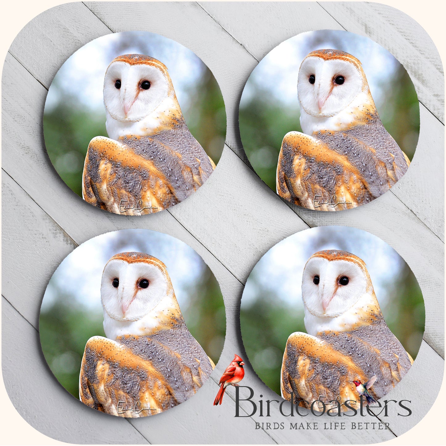 Barn Owl - Forest Whispers