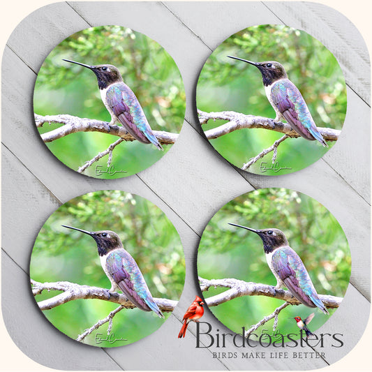 Black-Chinned Hummingbird - Woodland Stillness