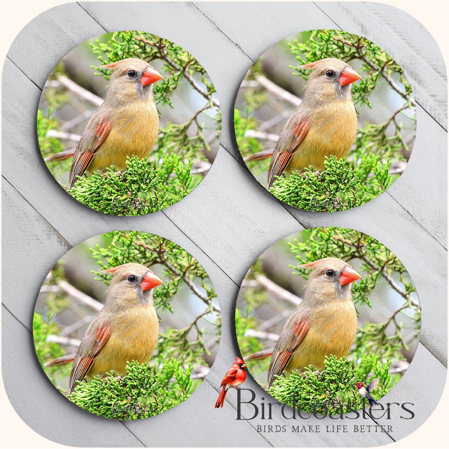 Lady Cardinal - Woodland Watch