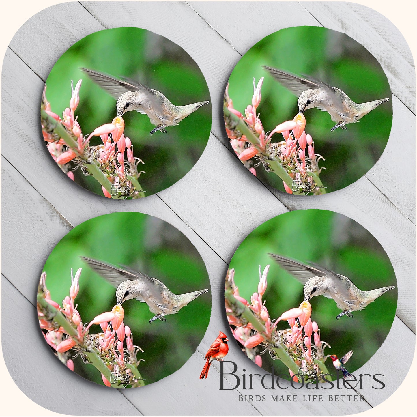 Rufous Hummingbird - Blossom Nourishment