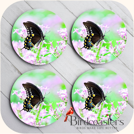 Spicebush Swallowtail - Gentle Arrival