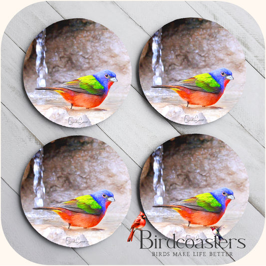 Painted Bunting - Spring Renewal