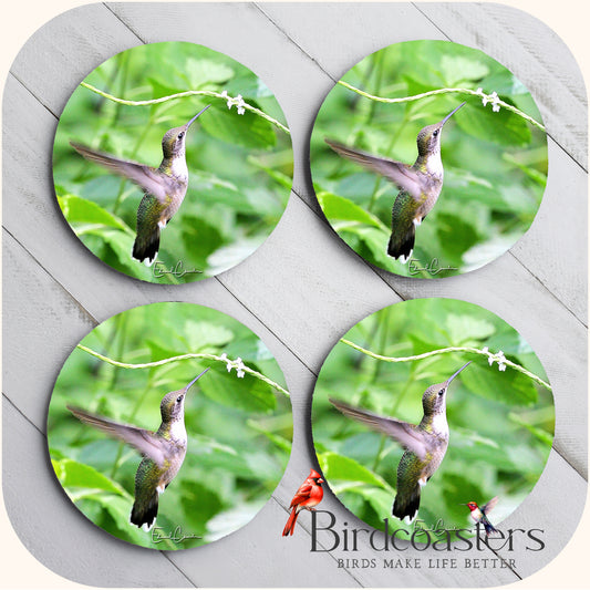 Ruby-Throat Hummingbird - Gentle Offering