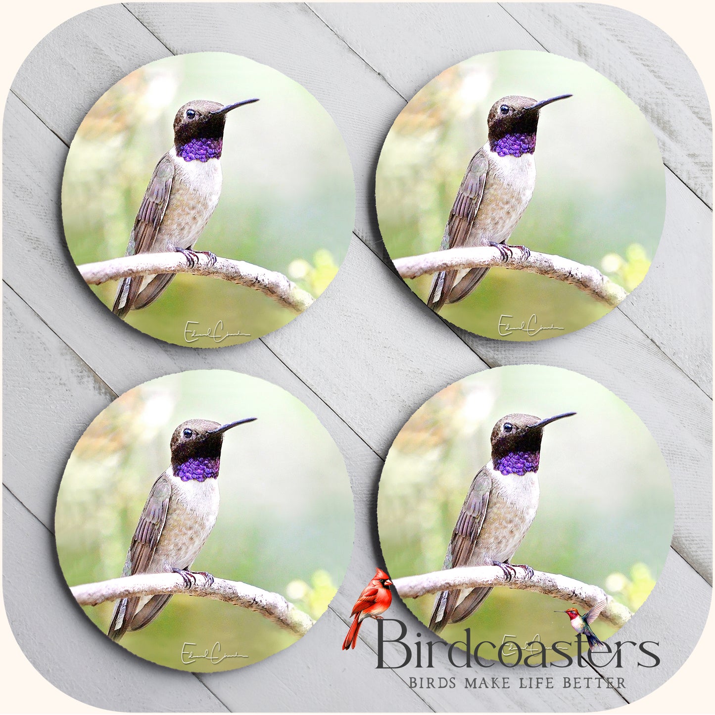 Black-Chinned Hummingbird - Quiet Pause