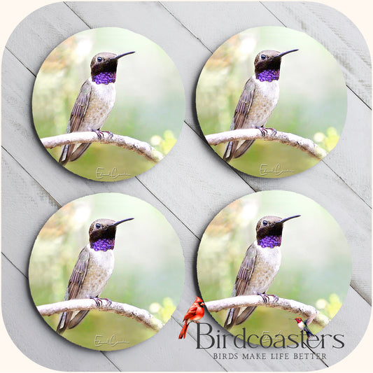 Black-Chinned Hummingbird - Quiet Pause