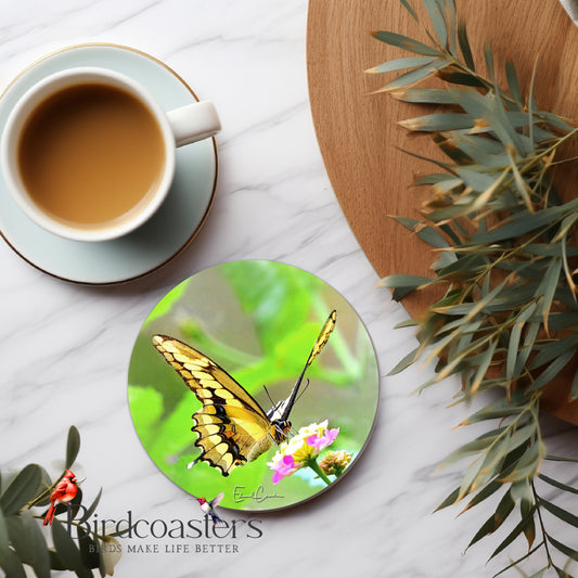 Giant Swallowtail Butterfly