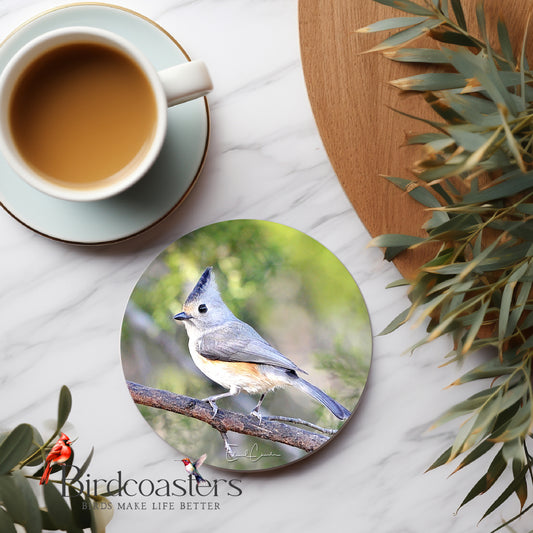 Black-Crested Titmouse