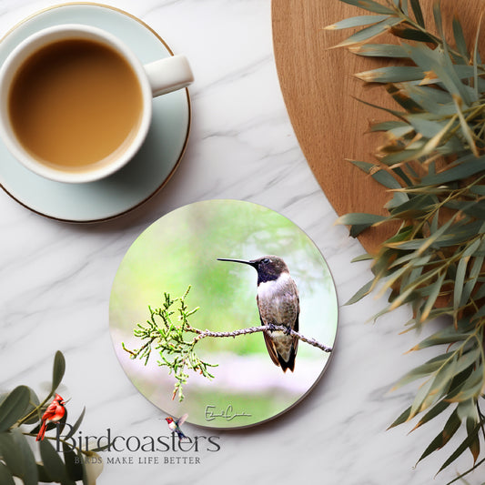 Black-Chinned Hummingbird