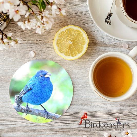 Indigo Bunting
