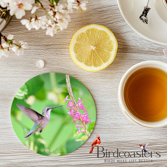 Ruby-Throat Hummingbird