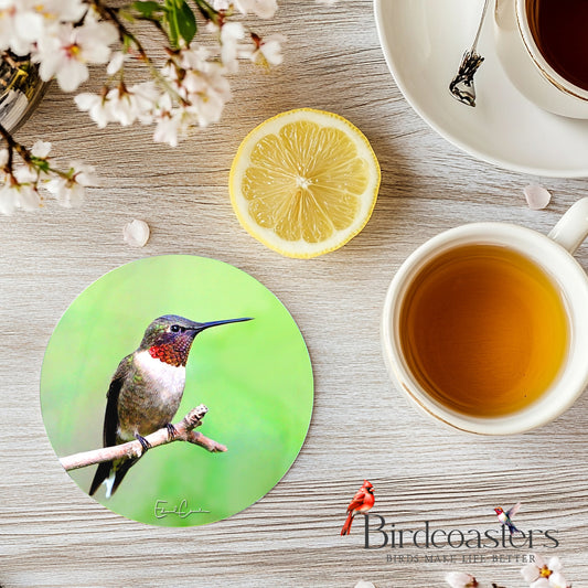 Ruby-Throat Hummingbird