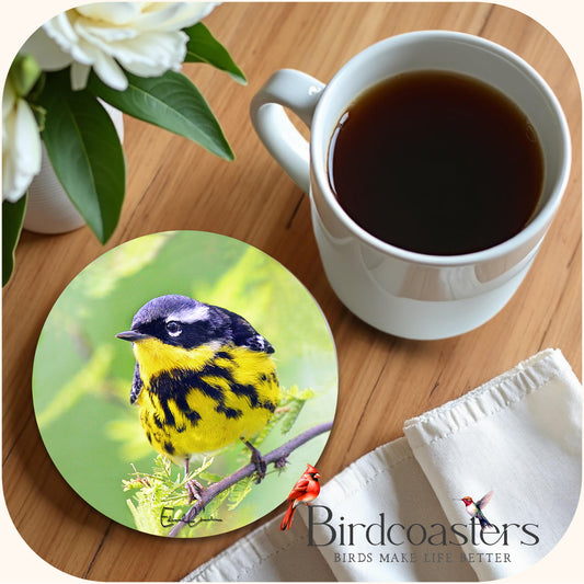 Magnolia Warbler - Forest Whisper