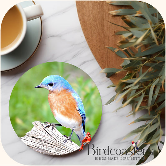 Eastern Bluebird - Woodland Calm