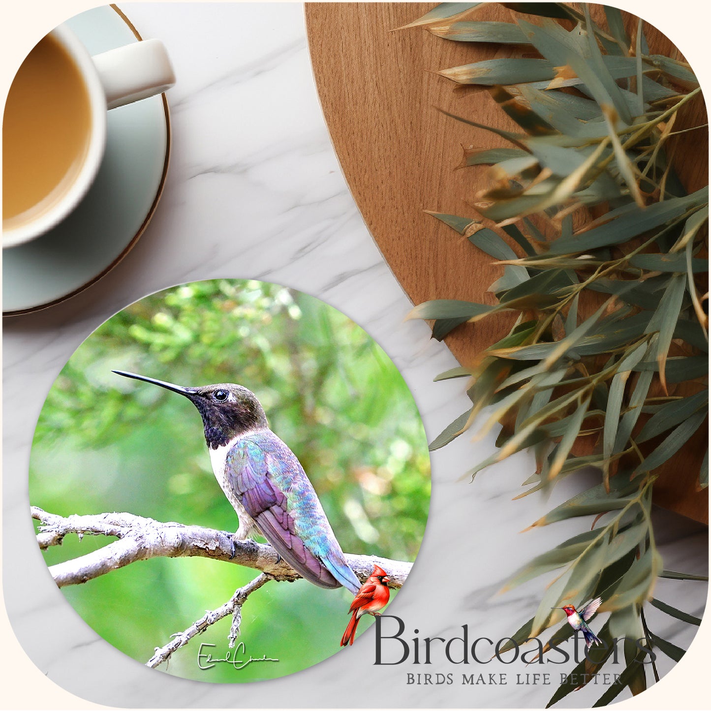 Black-Chinned Hummingbird - Woodland Stillness