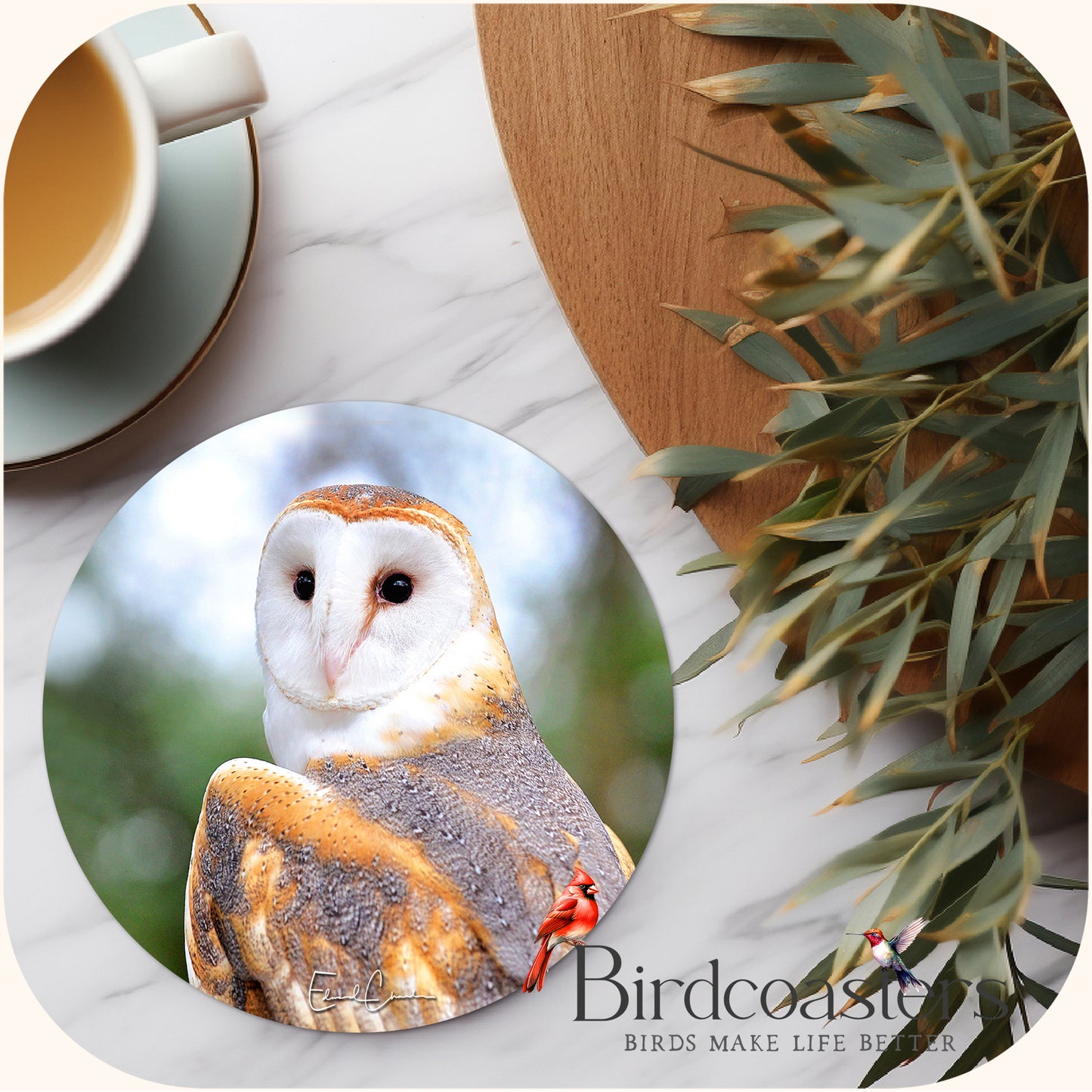 Barn Owl - Forest Whispers