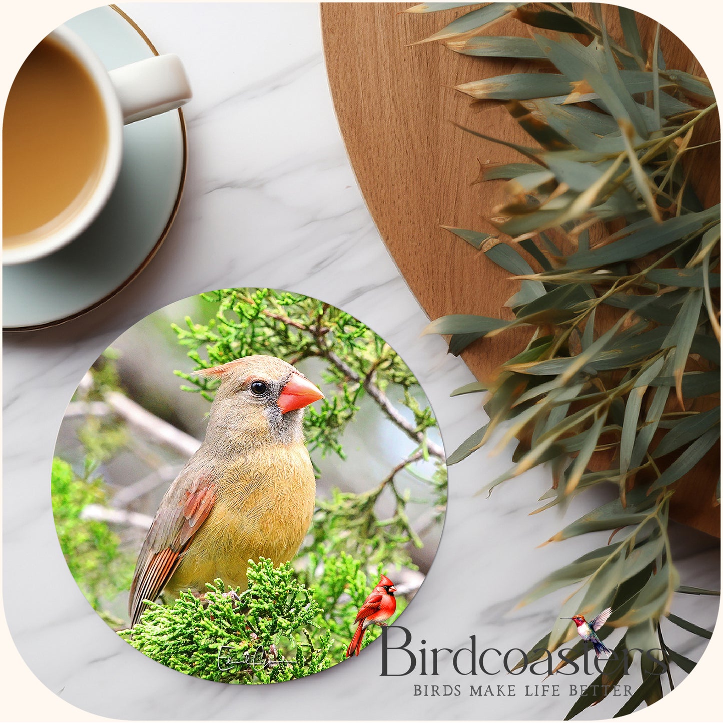 Lady Cardinal - Woodland Watch