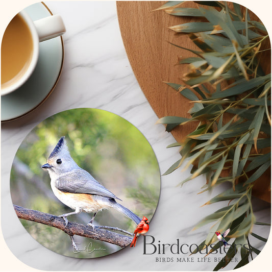 Black-Crested Titmouse - Woodland Delight