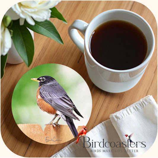 American Robin - Backyard Visitor