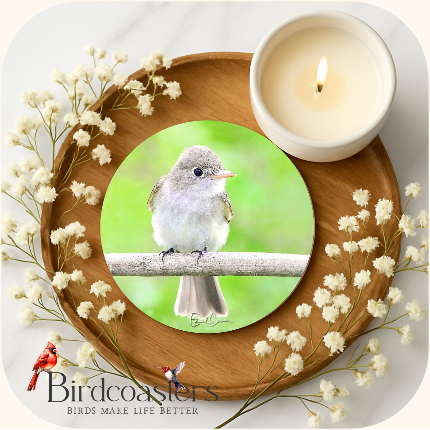 Acadian Flycatcher - Woodland Cuteness