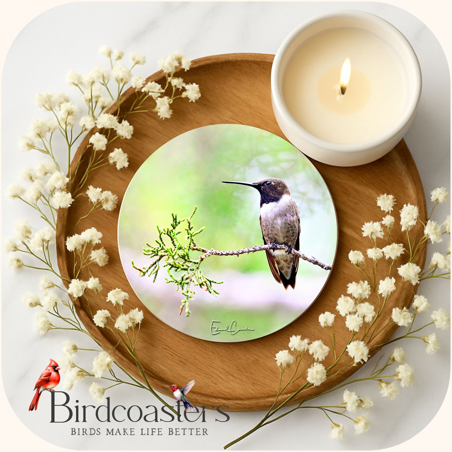 Black-Chinned Hummingbird