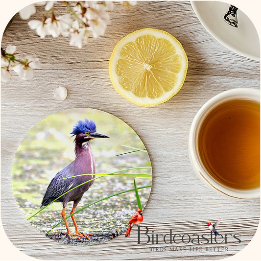 Green Heron - Marshland Mischief